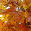 Maple Acer Artificial Tree Orange Yellow Autumn Colours Large 125cm