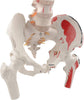 85cm Professional Human Spine Model Flexible- Medical Anatomical Spine Model UK