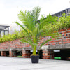Large Artificial Palm Tree in Pot Fake Plant Outdoor Garden Home Office Decor