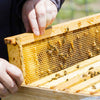 4 Tier Langstroth Beehive Box Beekeeping Honey Wooden Bee Hive Beekeeper Tool