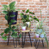 1 X Set of 3 Gamal Wood Plant Stands - Natural