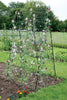 Pea and Bean Frame W80cm H200cm L120cm