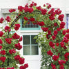 Large Garden Arch Metal Archway Gate Rose Vine Plants Climbing Trellis Rustproof