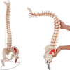 85cm Professional Human Spine Model Flexible- Medical Anatomical Spine Model UK