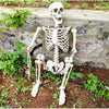 160CM Life Size Human Skeleton Bone Posable Halloween Haunted House Horror Decor