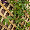 Wooden Garden Planter Diamond Trellis Patio Lattice Flower Box (0.8m x 0.4m)