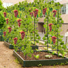Foldable Trellis Garden Climbing Plant Support w/Adjustable Auxiliary Clips