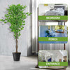 Artificial Ficus Tree Plant 150cm Large Ficus 5Ft Realistic Plants