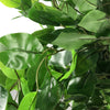 Artificial Ficus Tree Plant 120cm Large Ficus 120cm Realistic Plants