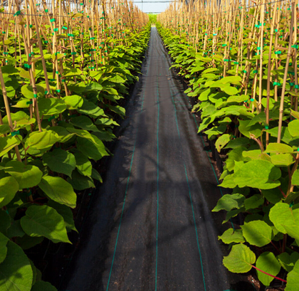 50Mx1M Garden Weed Barrier Fabric Garden Beds Weed Blocker w/Clear Guide Line