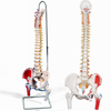 85cm Professional Human Spine Model Flexible- Medical Anatomical Spine Model UK