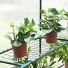 Greenhouse Garden Grow House PE Outdoor Green Steeple House w/ Shelf Plant Tent