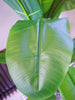 Artificial Banana Plant Tropical Natural Tree 6ft extra large size