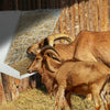 Goat Sheep Horse Heavy-Duty Wall-Mounted Hay Rack 2-in-1 Hay & Grain Feeder