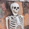 170cm Giant Human Life Size Skeleton Model Horror Posable Skull Halloween Decor