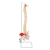 85cm Professional Human Spine Model Flexible- Medical Anatomical Spine Model UK