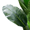 Artificial Plants Banana Tree Faux Large 180cm Tall Home Decor Artificial Plants