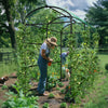 220cm Tall Garden Trellis Cucumber Climbing Plant Support Stand w/ Ground Spikes