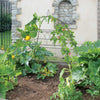Haxnicks Square Ornamental Plant Frame W1m H1.2m