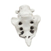 Halloween Decoration Skeleton Skull Bones Haunted Houses Party Scary Ornament UK