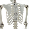 170cm Giant Full Life Size Human Skeleton Model Horror Bone Posable Halloween