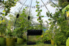 Haxnicks Garden Sunbubble Large Clear Greenhouse Garden Room D3.5mx H2.2m