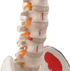85cm Professional Human Spine Model Flexible- Medical Anatomical Spine Model UK