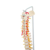 85cm Professional Human Spine Model Flexible- Medical Anatomical Spine Model UK