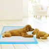 1-200 Large Puppy Training Trainer Pads Toilet Pee Wee Mats Poo Dog Pet Xmas Gft