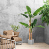 5.4 FT Tall Artificial Banana Tree Fake Banana Tree Indoor Office Decor