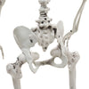 Halloween Poseable Skeleton Full Life Size Human Skeleton Decoration Prop 160cm