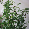 Olive Tree Artificial Large 120cm Natural Style with Olives