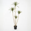 Blooming Artificial - Faux 180cm Dracaena Plant - Indoor Large Fake Exotic Tree