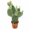 Opuntia microdasys Albispina Indoor Cactus Houseplant 6.5cm Potted Cacti Plant
