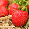 Strawberry 'Marshmello' Fast Growing Bare Root Garden Bush Fruit Plants