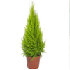 Pair of Cupressus Wilma Goldcrest Attractive Evergreen Outdoor Garden Shrubs