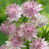 Astrantia Buckland Masterwort Upright Pink Flowering Perennial Outdoor Shrub