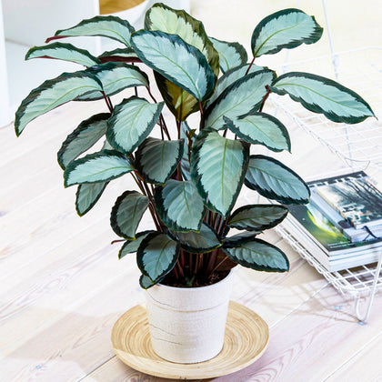 30-40cm Potted Calathea picturata 'Argentea' Silver Variegated Indoor Houseplant