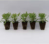 T&M English Blue Lavender Garden Hardy Patio Evergreen Flower Plants Jumbo Plugs