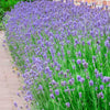 T&M English Blue Lavender Garden Hardy Patio Evergreen Flower Plants Jumbo Plugs