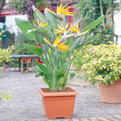 Strelitzia Indoor House Plant - Bird of Paradise Potted Tree In 12cm Pot