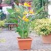 Strelitzia Indoor House Plant - Bird of Paradise Potted Tree In 12cm Pot