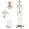 Human skeleton anatomical model Life Size 181cm medical + poster + bonnet new