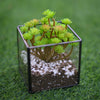 Tabletop Geometric Terrarium Glass Box Pot Plant Planter Succulent Moss Holder