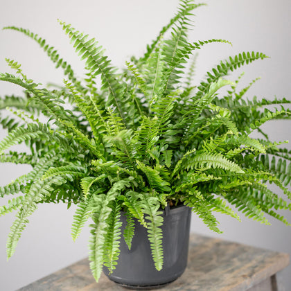Potted Nephrolepis Boston Fern Indoor Decorative House Gift Plant