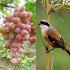 Bird Netting Heavy Duty Garden Net Protect Plants and Fruit Trees Protective Net