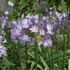 Agapanthus Megans Mauve African Lily Upright Herbaceous Perennial Outdoor Plant