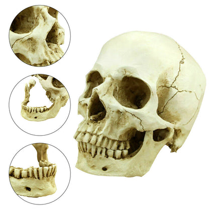 Halloween Skull Head Prop Resin Head Replica Creepy Party Haunted House Ornament