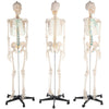 Human skeleton anatomical model Life Size 181cm medical + poster + bonnet new