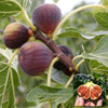 Ficus Brown Turkey | Hardy Fig Fruit Tree | Outdoor 20-30cm Potted Plant